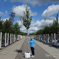 Large Amelanchier 'Robin Hill' in container