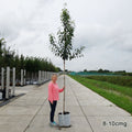 Amelanchier x grandiflora 'Robin Hill' Tree