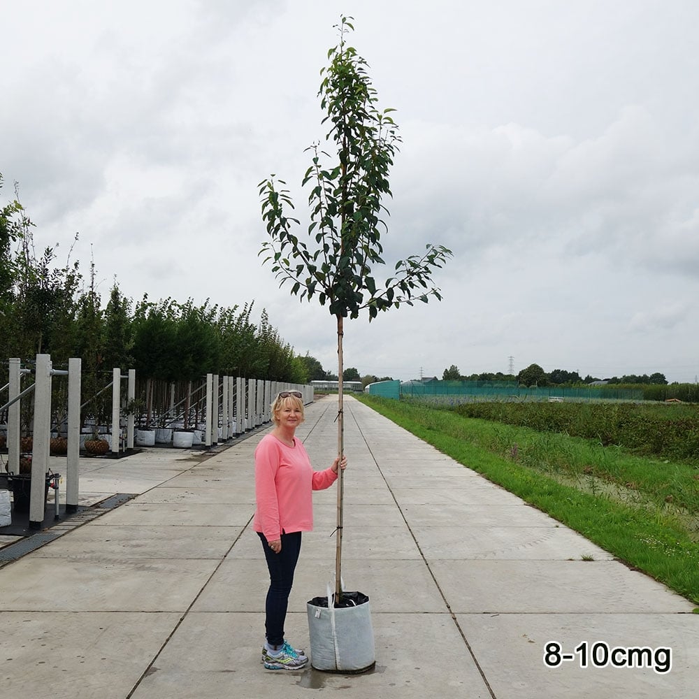 Large Amelanchier x grandiflora 'Robin Hill' tree