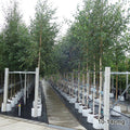 Betula utilis jacquemontii 'Doorenbos' mature Birch trees in rows