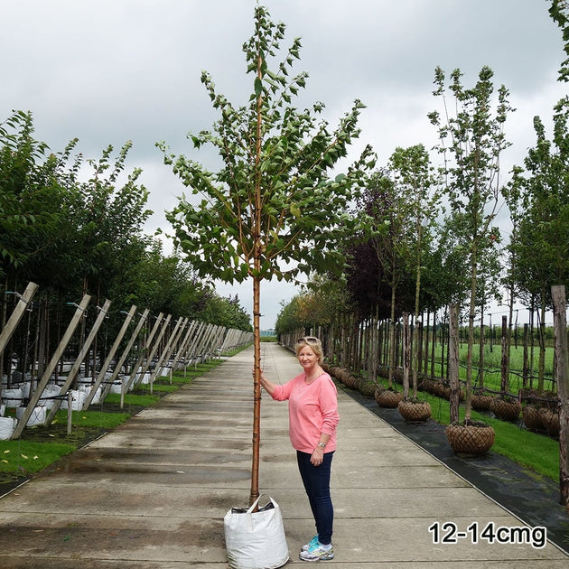 Prunus maackii Tree