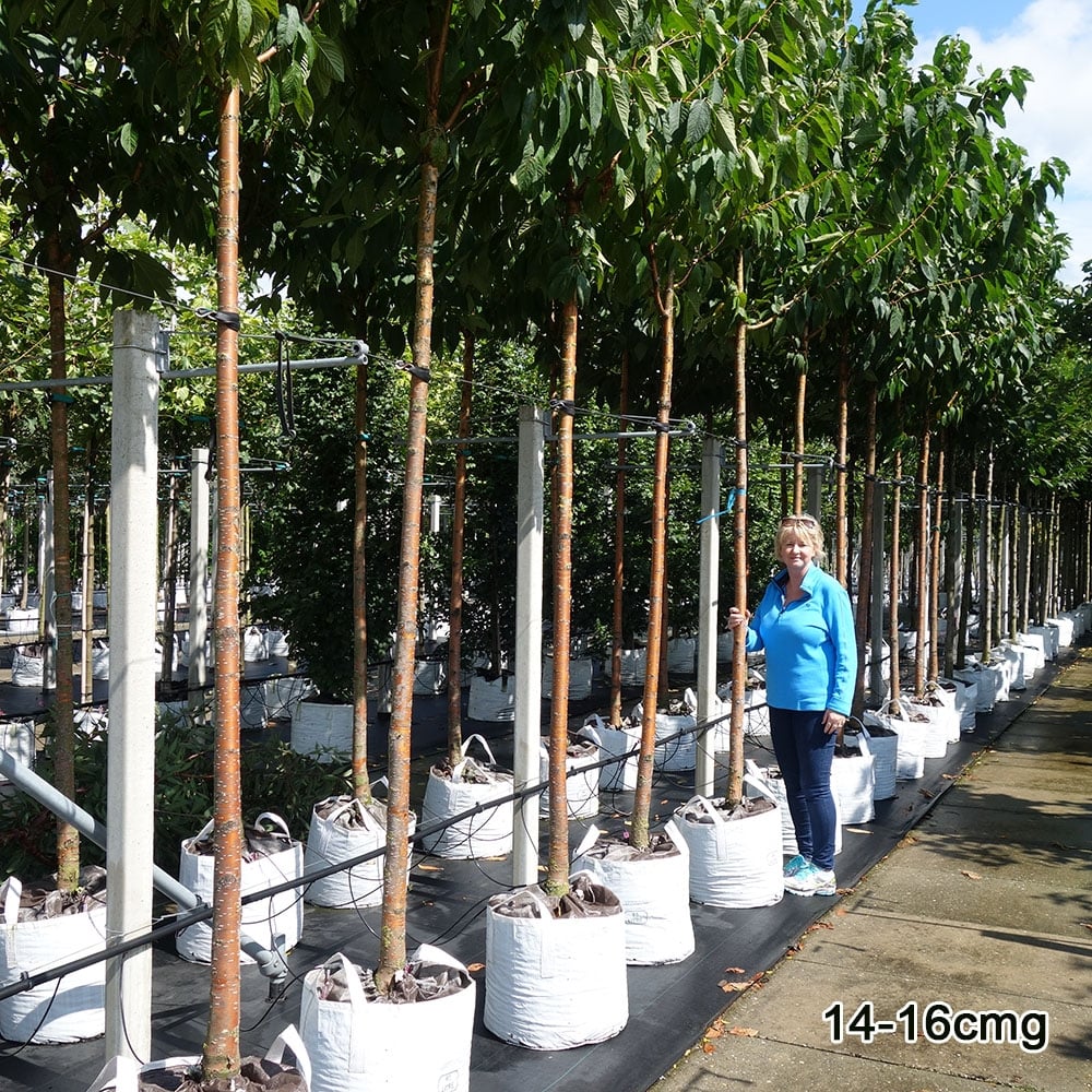 Prunus maackii Tree