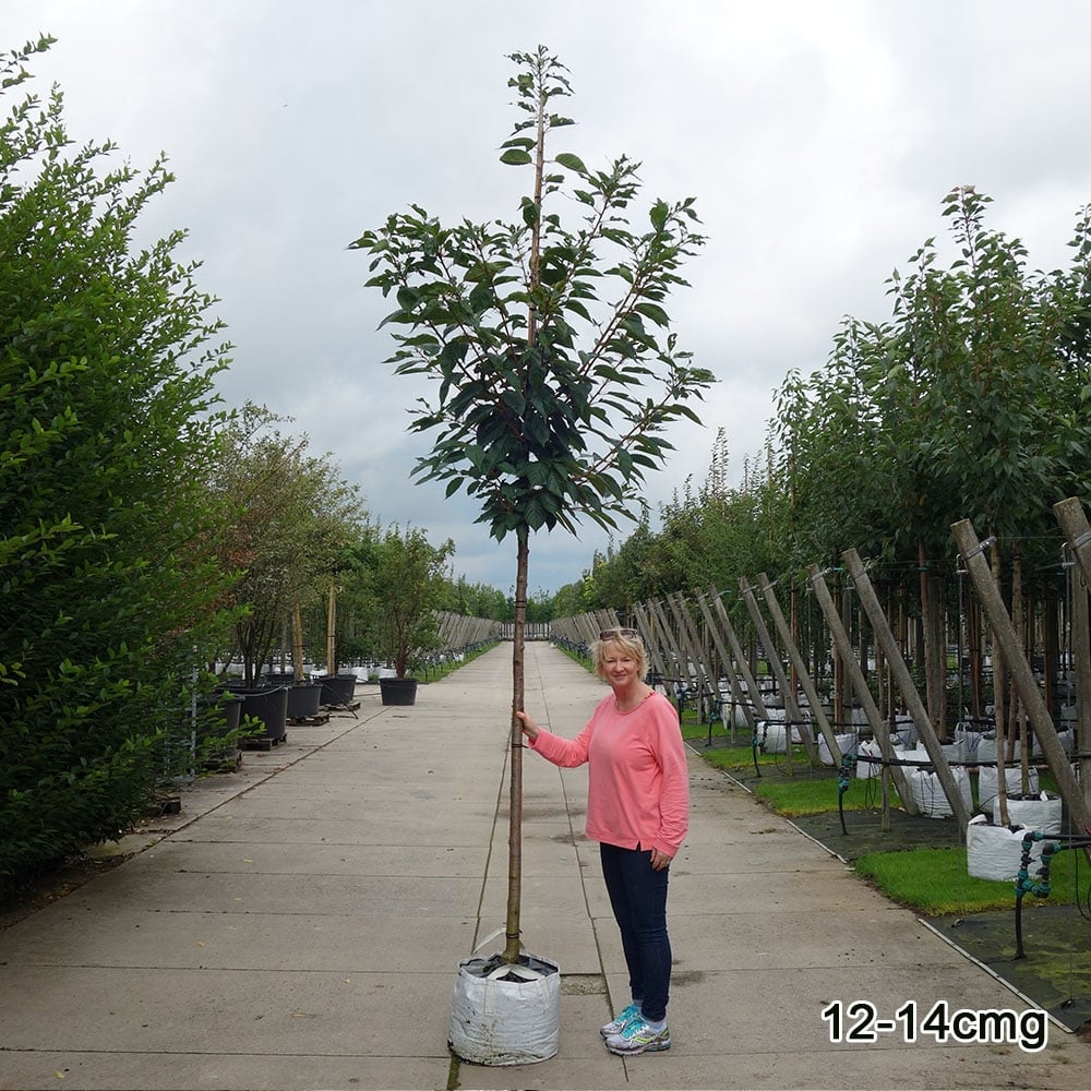 Prunus sargentii 'Rancho' Tree