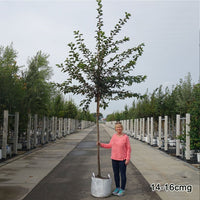 Prunus 'Taihaku' Tree