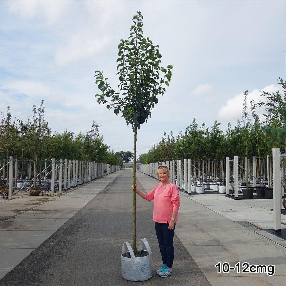 Pyrus calleryana 'Chanticleer' Tree