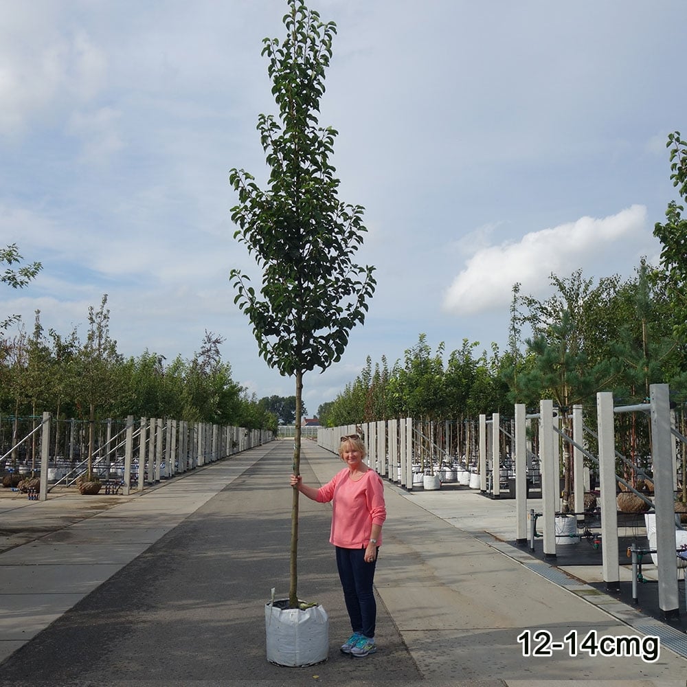 Pyrus calleryana 'Chanticleer' Tree