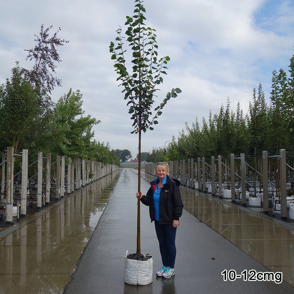 Mature Tilia cordata 'Greenspire' small-leaved lime tree