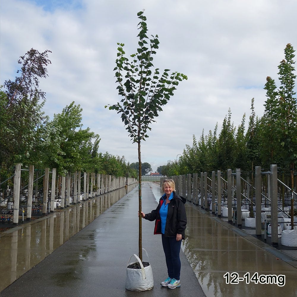 Large Tilia cordata 'Greenspire' small-leaved lime tree