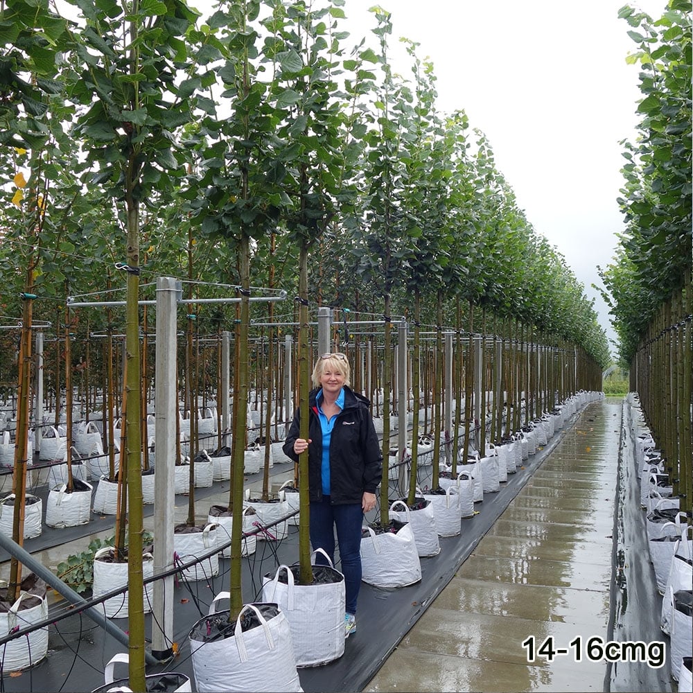 Tilia cordata 'Greenspire' lime tree in a line