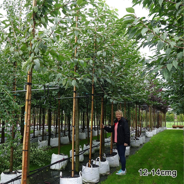 Prunus avium 'Plena' mature cherry blossom trees