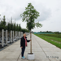 Koelreuteria paniculata Tree