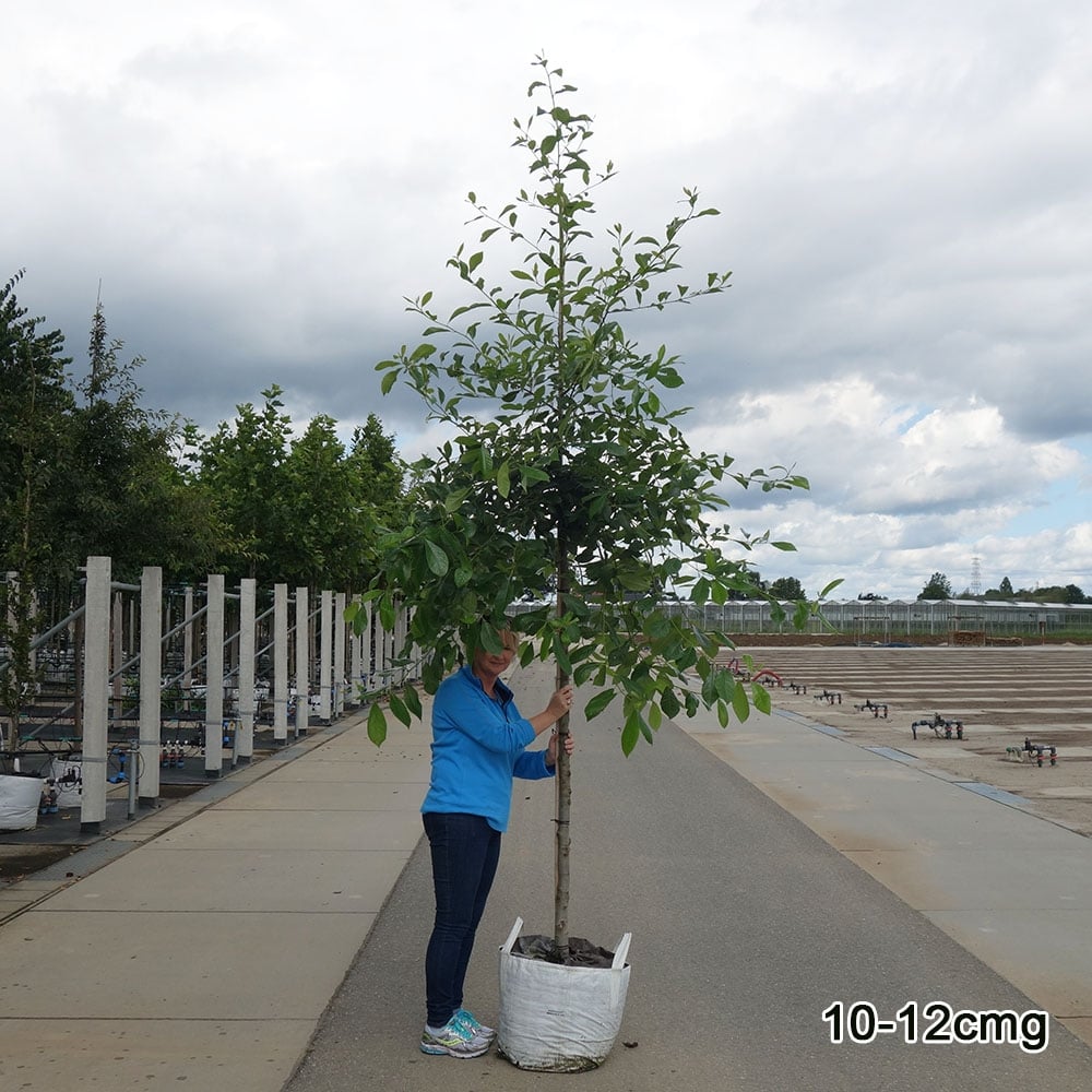 Nyssa sylvatica Tree