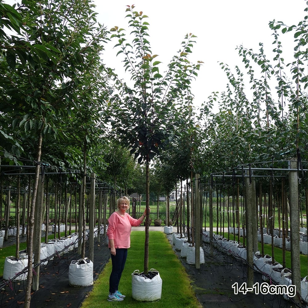 Prunus sargentii 'Rancho' Tree