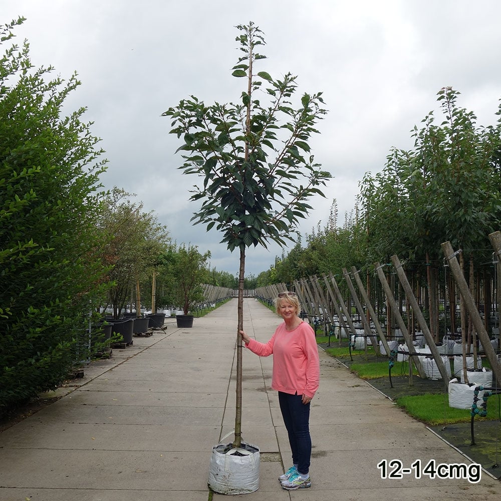 Prunus 'Taihaku' Tree