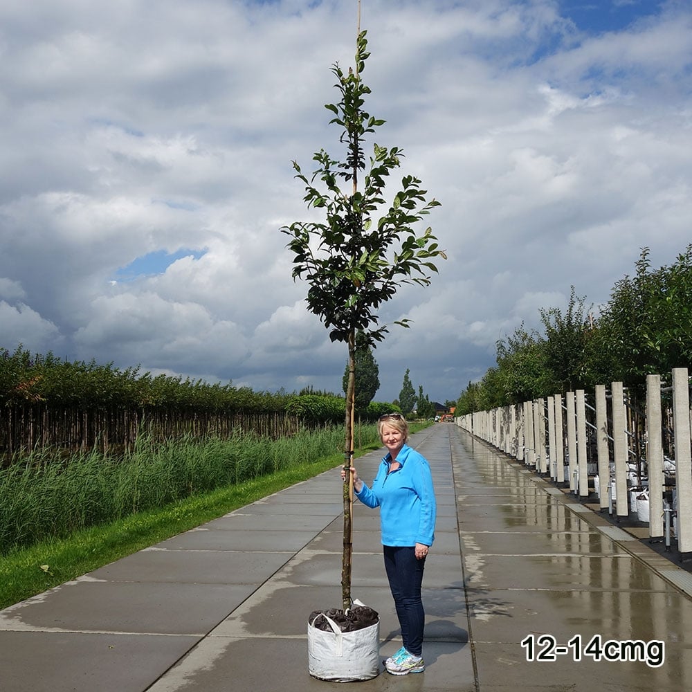 Sycoparrotia semidecidua Tree