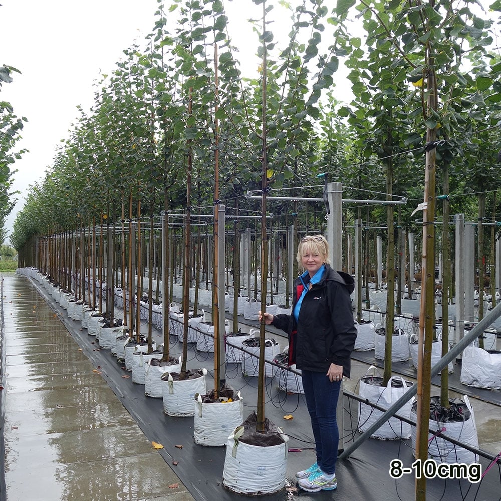 Tilia cordata 'Greenspire' Tree