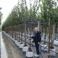 Tilia cordata 'Greenspire' Tree