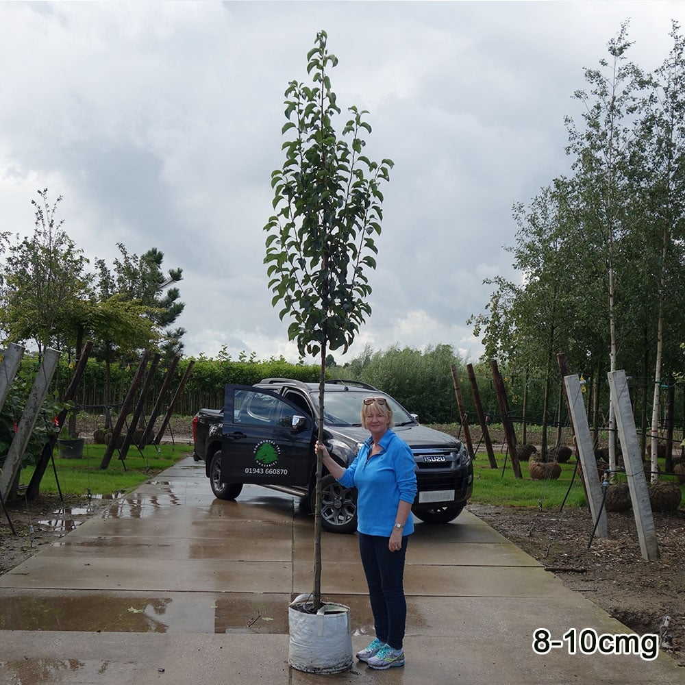 Pyrus calleryana 'Chanticleer' Tree