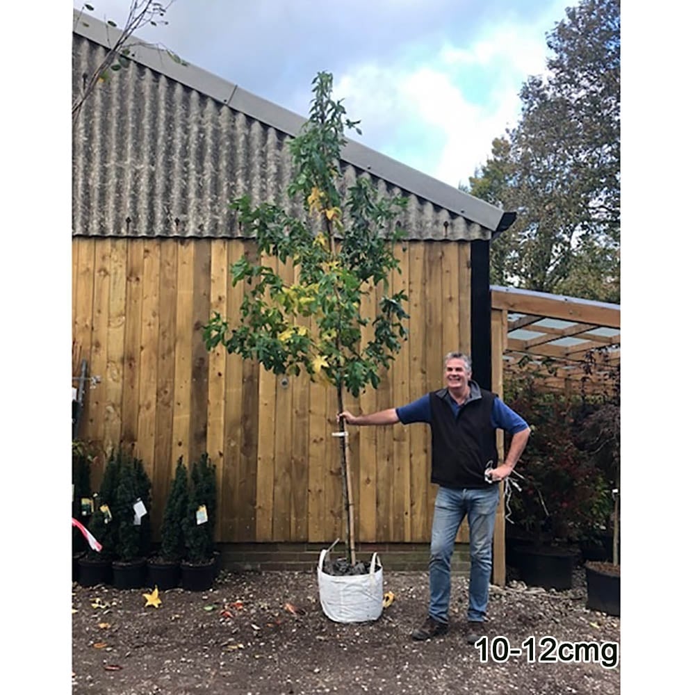 Liquidambar styraciflua 'Lane Roberts' Tree