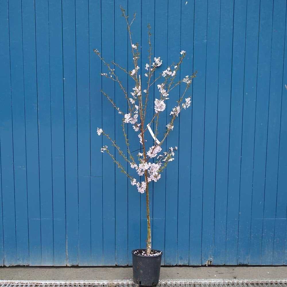 Prunus 'Pandora' flowering cherry tree in pot