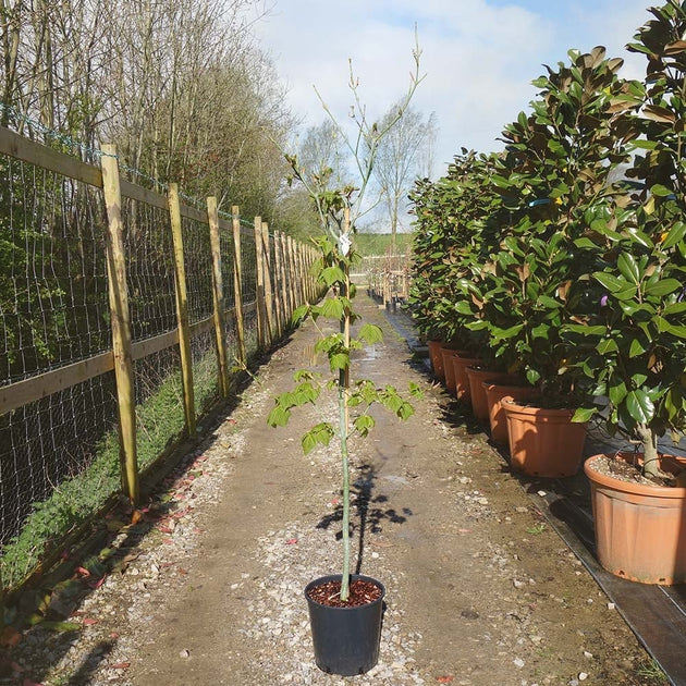 Acer rufinerve Tree