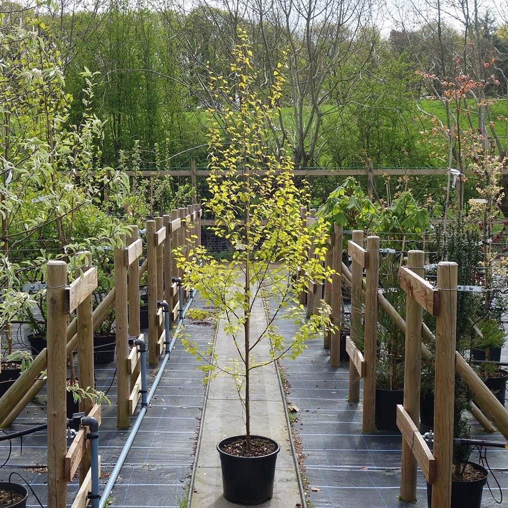 Betula pendula 'Golden Obelisk' Tree