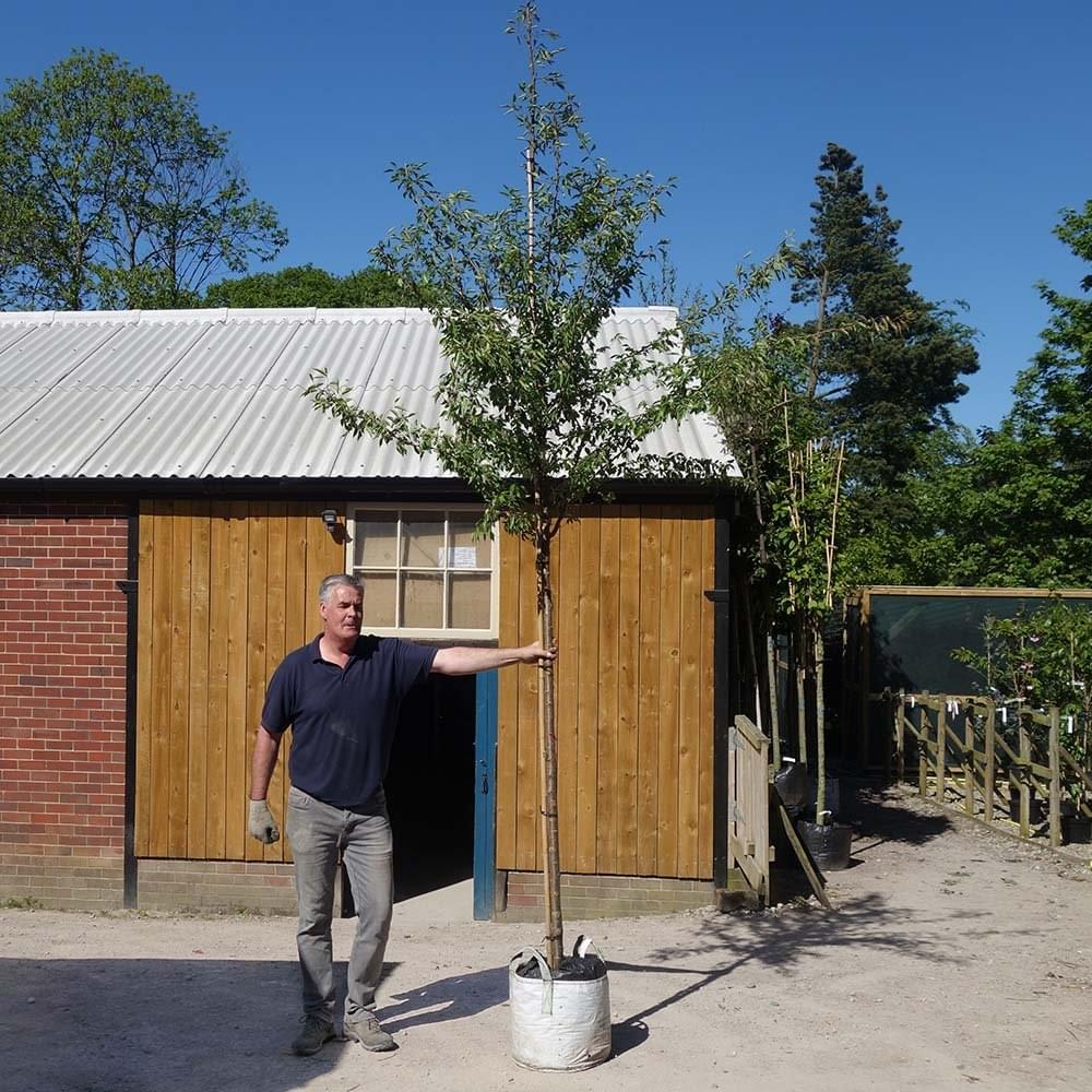 Prunus x subhirtella 'Autumnalis Rosea' large flowering cherry tree in container