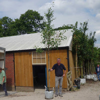 Mature Amelanchier 'Robin Hill' tree in container