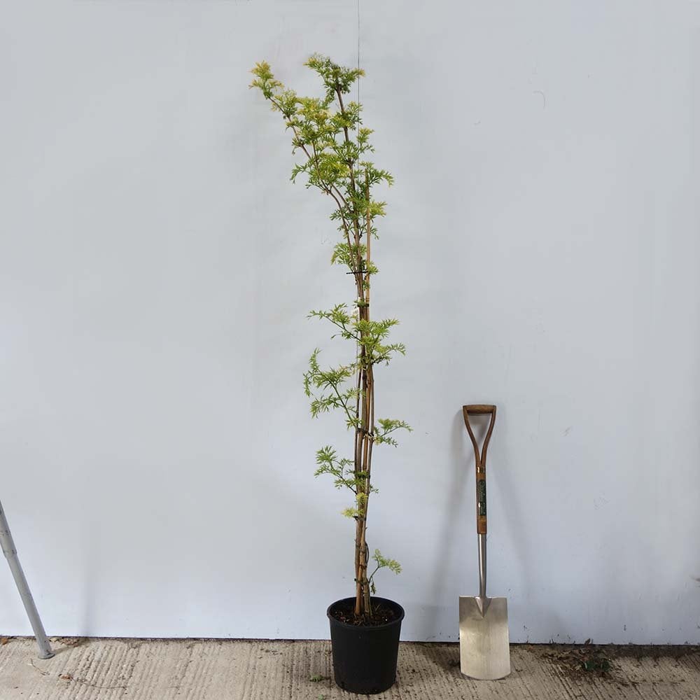 Sambucus nigra Golden Tower tree