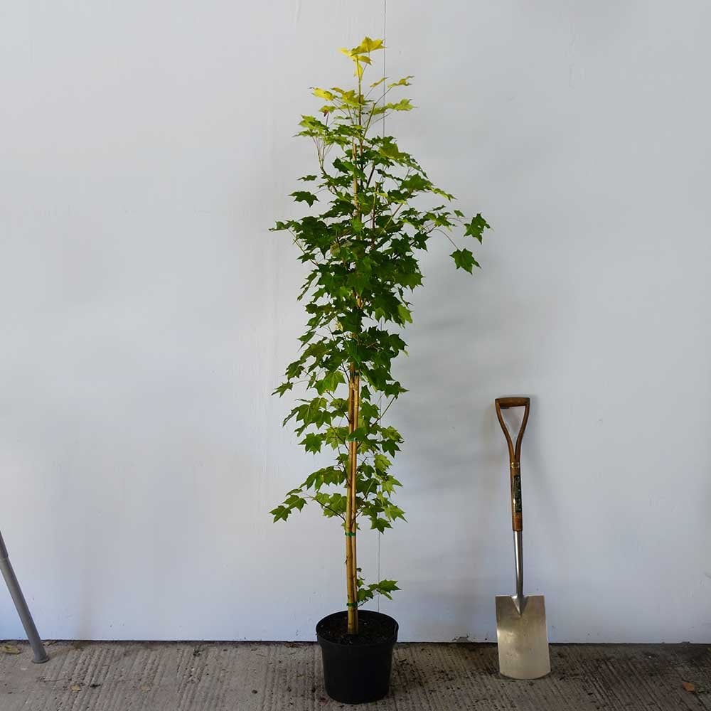 Acer cappadocicum 'Aureum' tree in pot