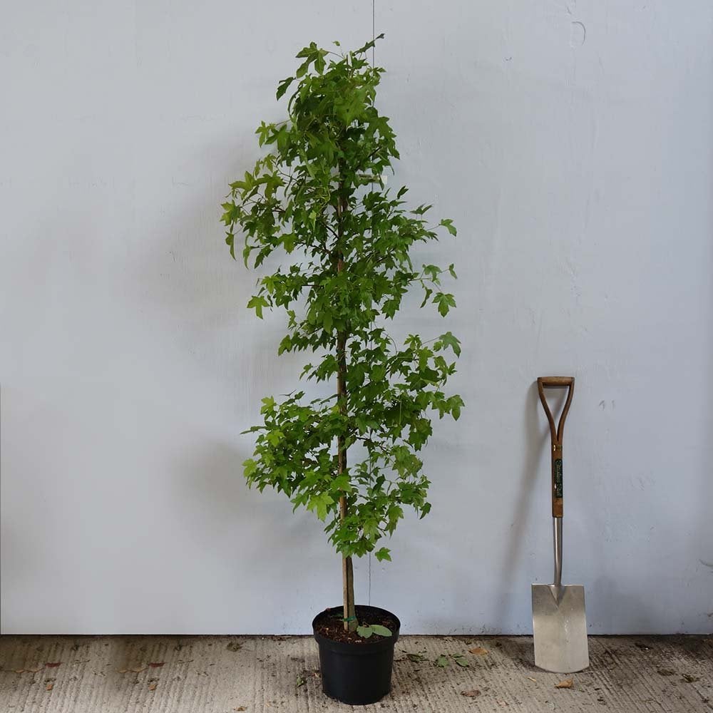 Liquidambar styraciflua Tree