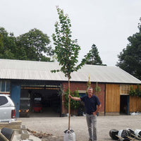 Prunus sargentii 'Rancho' Tree