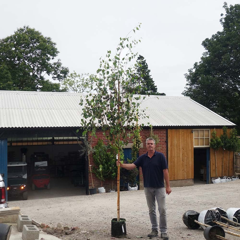 Betula utilis jacquemontii 'Doorenbos' mature Birch tree