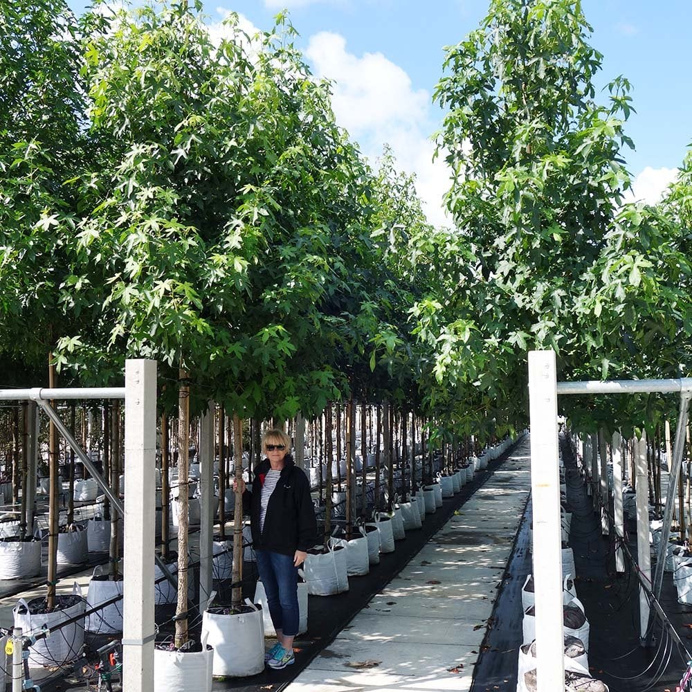 Liquidambar styraciflua 'Lane Roberts' Tree