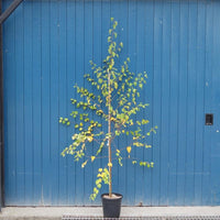 Betula nigra 'Black Star' Birch tree in pot