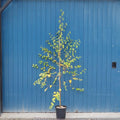 Betula nigra 'Black Star' Birch tree in pot