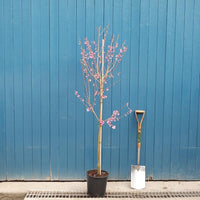 Prunus 'Okame' tree