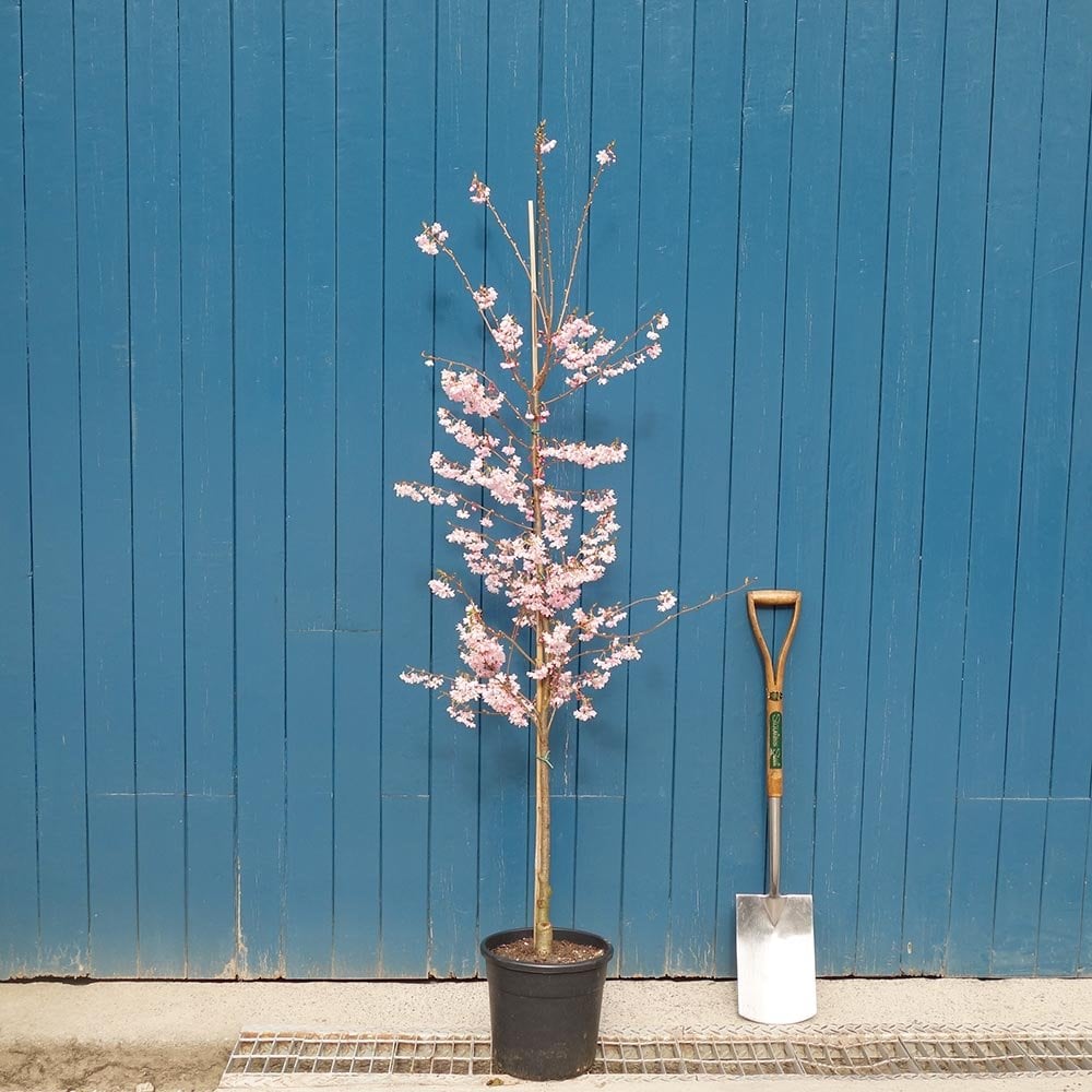 Prunus x subhirtella 'Autumnalis Rosea' Tree