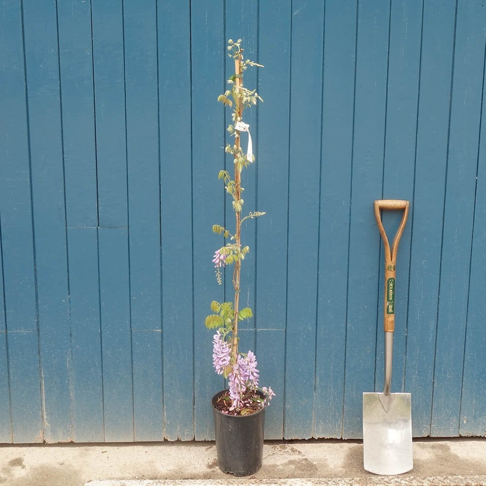 Wisteria sinensis 'Prolific' Tree