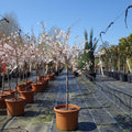 Prunus incisa 'Mikinori' Tree