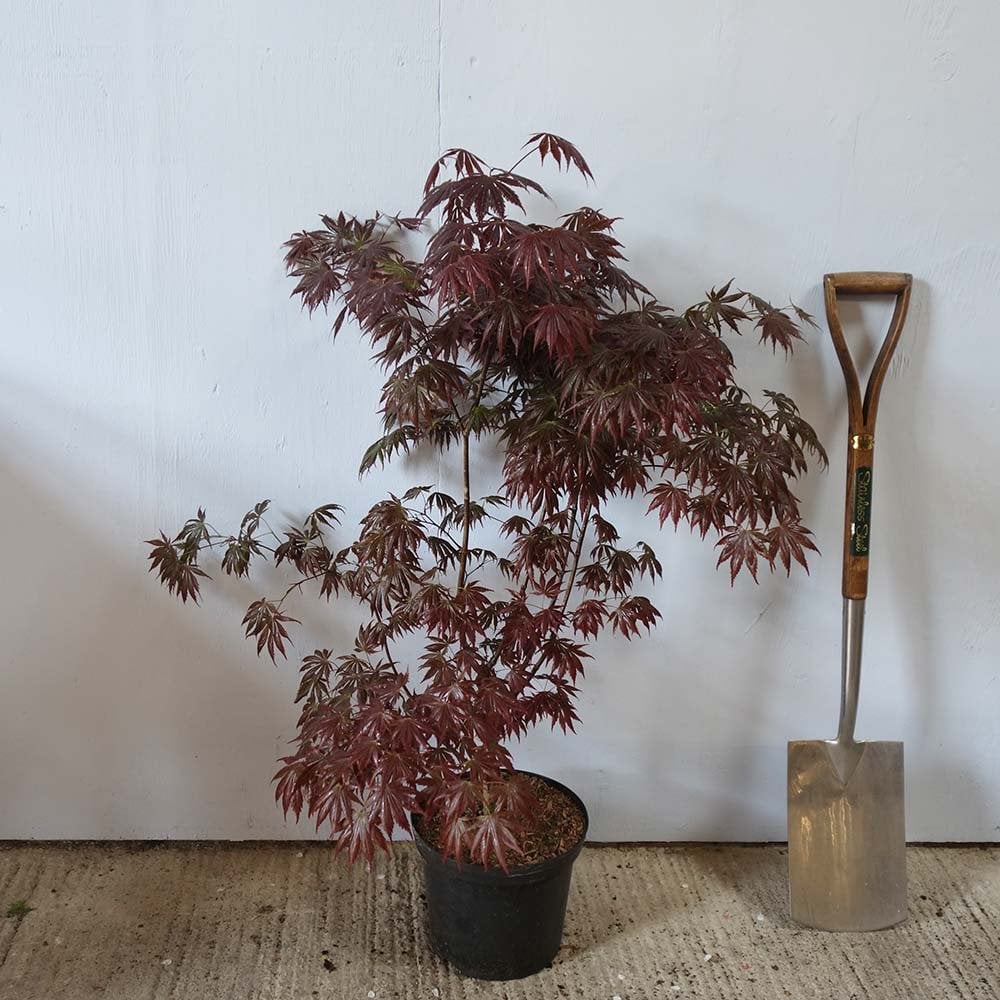 Acer palmatum 'Trompenburg' Tree