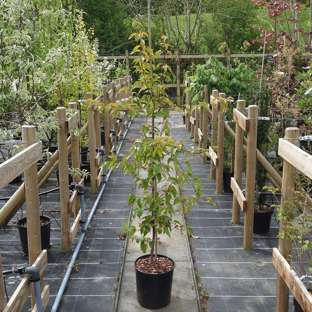 Acer davidii 'Serpentine' tree in pot