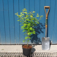 Acer shirasawanum 'Jordan' Maple in pot