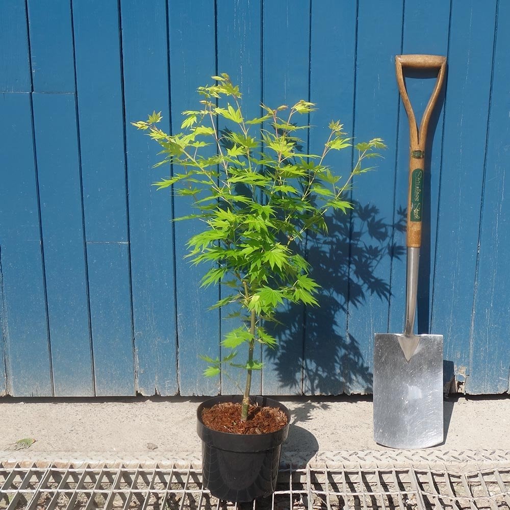 Acer shirasawanum 'Jordan' Maple in pot