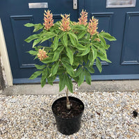 Aesculus x mutabilis 'Induta' tree