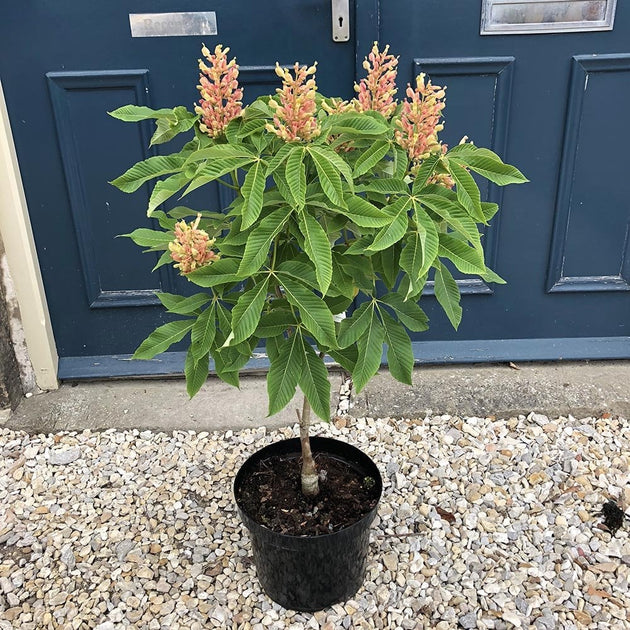 Aesculus x mutabilis 'Induta' Tree