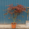 Acer palmatum 'Suminagashi' Tree