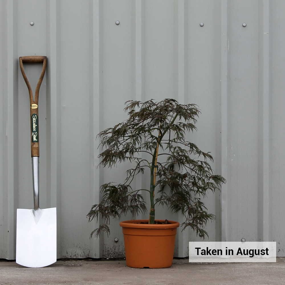 Acer palmatum dissectum 'Tamukeyama' Tree