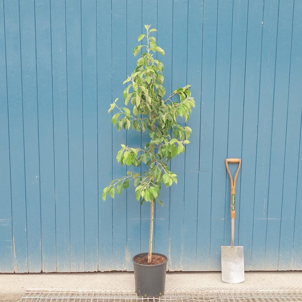 Malus 'Jelly King' tree