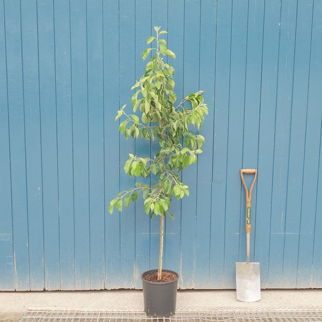 Malus 'Jelly King' Tree